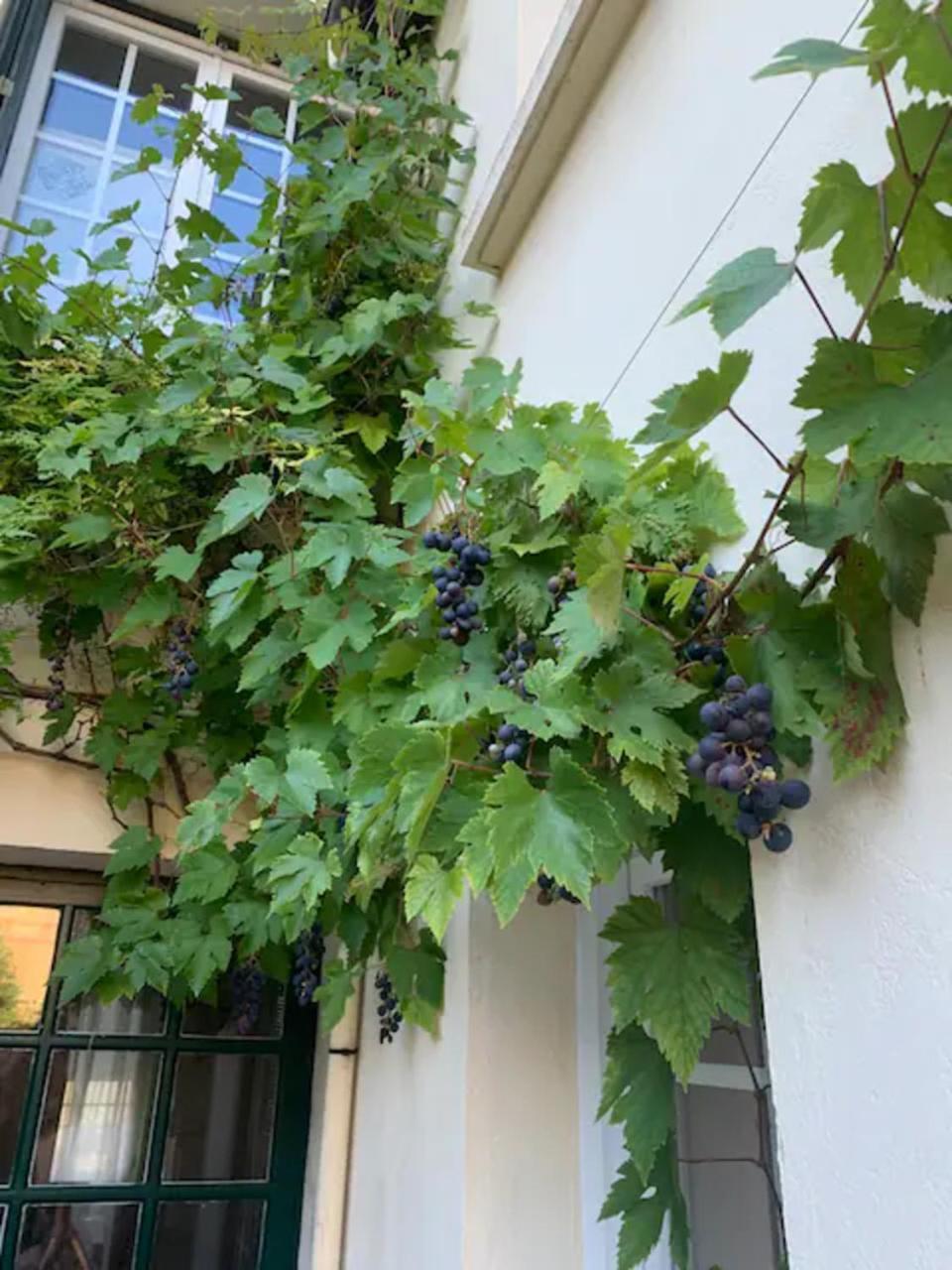 Spacieux Et Elegant Avec Jardin Montivilliers